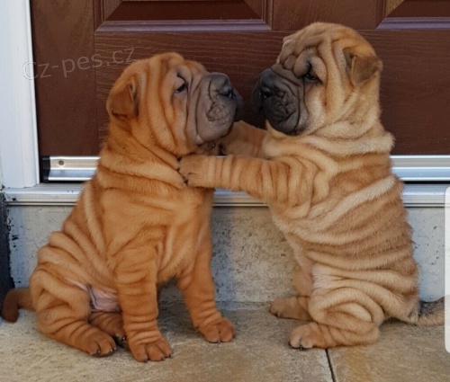 Rozkošná a krásná štěňátka Shar-Pei k adopci.
