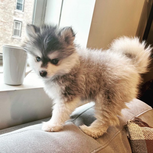 sladké pomsky štěňata