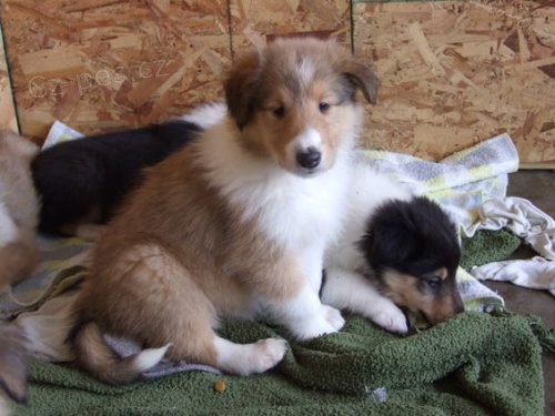 Prodám mini štěňata SHELTIE.   