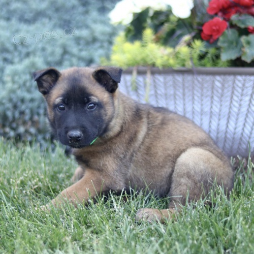 Prodm tata Belgickho ovka Malinois