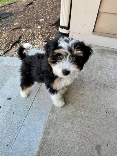 mini štěňata Bernedoodle.