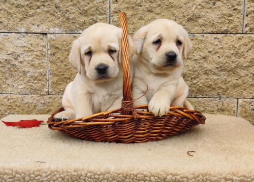 Nabídka štěňat labradorského retrievera Nabídka štěňat labradorského retrievera