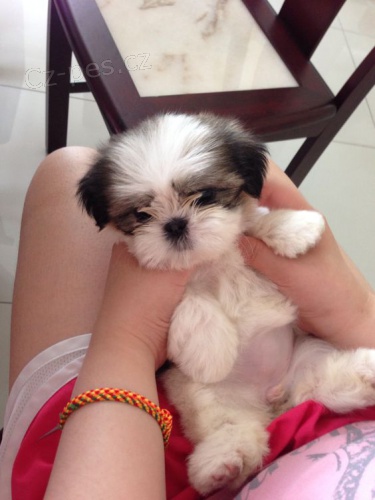 SHIH TZU
