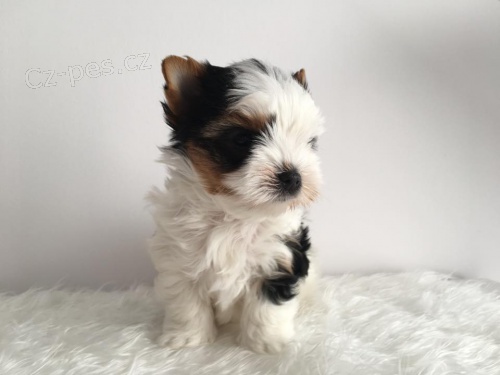 Biewer jork��rsk� terier