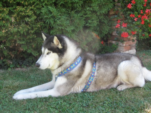 Sibisk husky - kryt