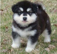 Sibisk husky tata