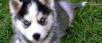 Pomsky tata