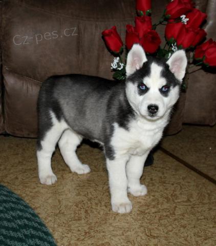  Majesttn sibit Husky tata