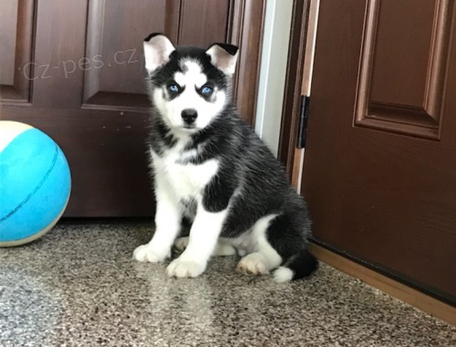 Sibisk husky tn.