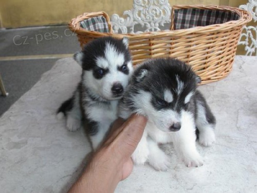 Krsn sibisk Husky tata pro domc mazlky
