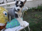 12tdenn tata Husky !!