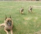 belgick ovk malinois tata s rodokmenem pipraven jt do novch domov hned te