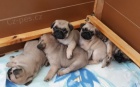 čistokrevná mops štěňata
