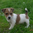 INCREIBLES JACK RUSSELL