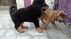 intelligent bhotia  puppies for adoption