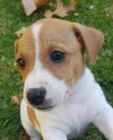 roztomil Jack Russell ..
