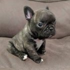 štěňata francouzského buldočka k adopci
