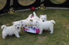 Prodm mini mini tata West Highland White Terriers
