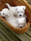 Krsn mini ttka West Highland White Terriers k adopci.
