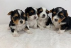 očkovaná štěňata pejska a fenky Biewer yorkshire teriéra k adopci. Štěňata jsou všechna očkovaná a zdravá