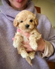  Krsn Maltipoo tata k dispozici