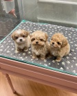  Krsn Maltipoo tata k dispozici