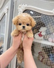  Krsn Maltipoo tata k dispozici