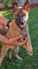 Belgický ovčák malinois