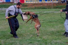 Belgick ovk malinois