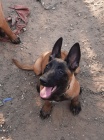 Malinois 