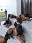 Belgický malinois štěňata
