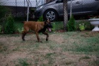 Belgický ovčák malinois
