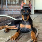 tata doberman