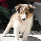 Prodám štěňata SHELTIE