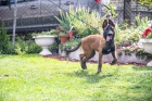 Belgický ovčák malinois štěně