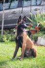 Belgický ovčák malinois štěně