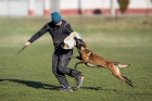 Belgický ovčák malinois štěně