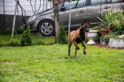 Belgický ovčák malinois štěně
