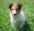 Prodm tata Shetlandskho ovka (SHELTIE).