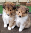 Prodm tata SHELTIE.