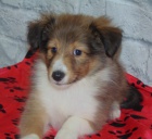 Prodm tata Sheltie (tn shetlandskho ovka). 