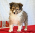 Prodm tata Sheltie (tata shetlandskho ovka).