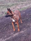 Belgick ovk malinois tata