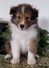 Prodm tata shetlandskho ovka(sheltie)