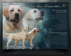Labrador retriever s PP (lut labrador)