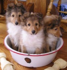 Prodám štěňata SHELTIE