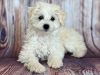 Prodám krásná štěňátka Mini SCHNOODLES.