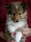 Prodm tata SHELTIE.