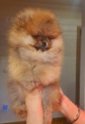 Pomeranian Spitz BOO štěňata, Pomeranian, Pomeranian bears