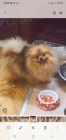 Pomeranian Spitz BOO štěňata, Pomeranian, Pomeranian bears